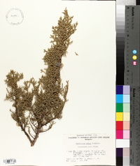 Juniperus ashei image