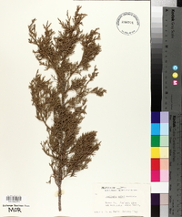 Juniperus ashei image