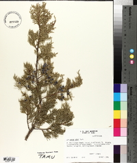 Juniperus ashei image