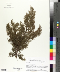 Juniperus ashei image