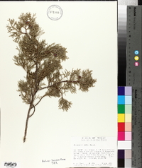 Juniperus ashei image