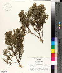 Juniperus ashei image