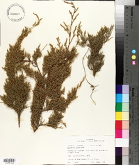 Juniperus ashei image