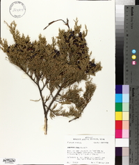 Juniperus ashei image