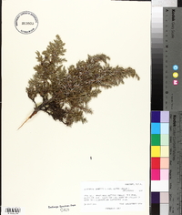 Juniperus communis subsp. alpina image