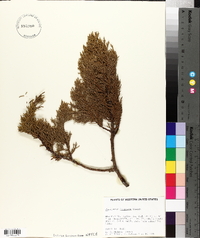 Juniperus deppeana image