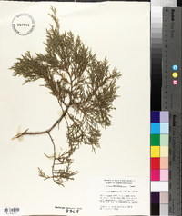 Juniperus silicicola image