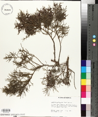 Juniperus silicicola image