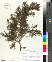 Juniperus silicicola image