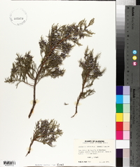 Juniperus silicicola image