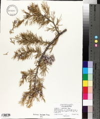 Juniperus scopulorum image