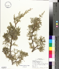 Juniperus scopulorum image