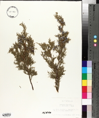 Juniperus virginiana var. crebra image