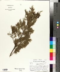 Juniperus virginiana var. crebra image