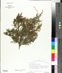 Juniperus virginiana var. virginiana image