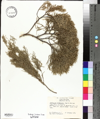 Juniperus silicicola image