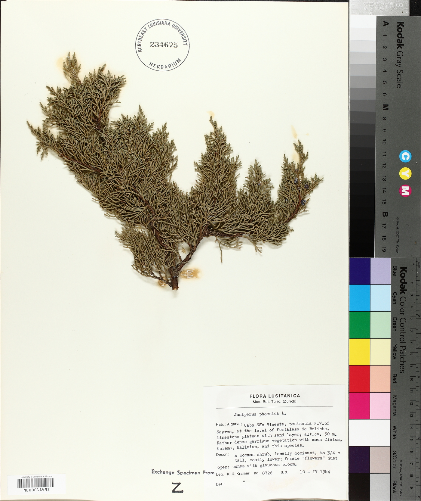 Juniperus phoenicea image