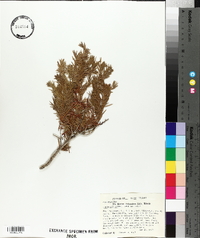 Juniperus cedrus image