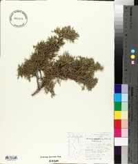 Juniperus saltillensis image