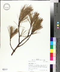 Pinus echinata image