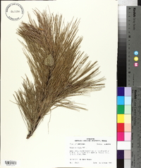 Pinus echinata image