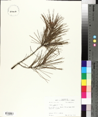 Pinus echinata image