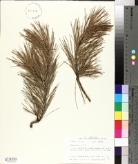 Pinus echinata image