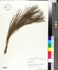 Pinus elliottii image