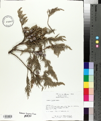 Juniperus flaccida image