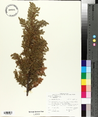 Juniperus communis var. depressa image