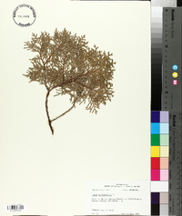 Thuja occidentalis image