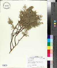 Platycladus orientalis image