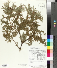 Thuja occidentalis image