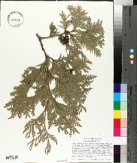 Thuja occidentalis image