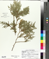 Thuja occidentalis image