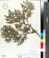 Thuja occidentalis image