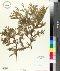 Thuja occidentalis image