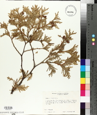 Thuja occidentalis image