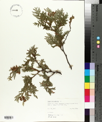 Thuja occidentalis image