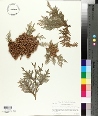 Thuja occidentalis image