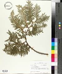 Thuja occidentalis image