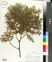 Thuja occidentalis image