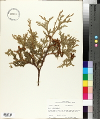 Thuja occidentalis image