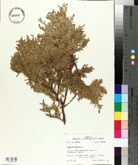 Thuja occidentalis image