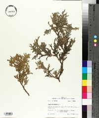 Thuja occidentalis image