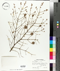 Tsuga canadensis image