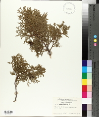 Platycladus orientalis image