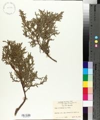 Platycladus orientalis image