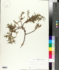 Thuja plicata image