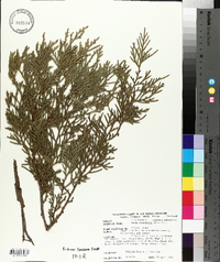 Thuja standishii image